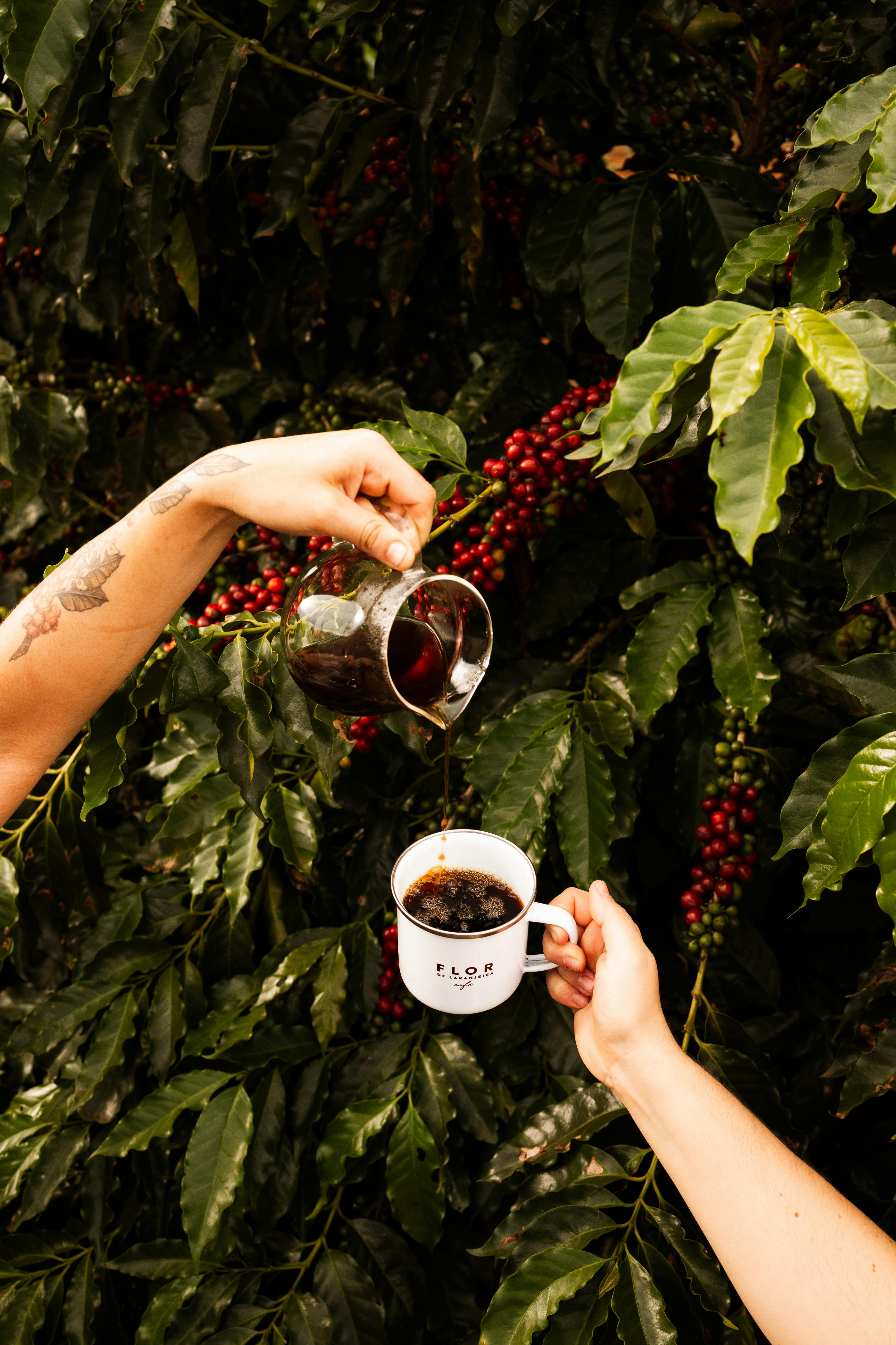 From bean to cup - the coffee journey